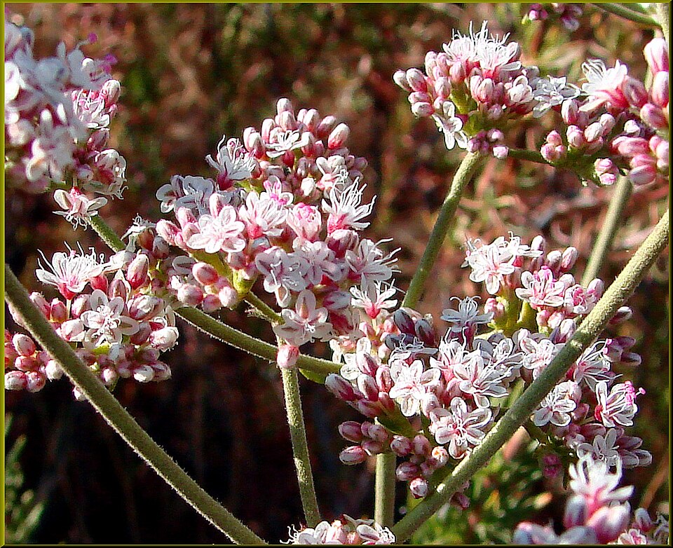 Wildflowers along a Southern California canyon trail