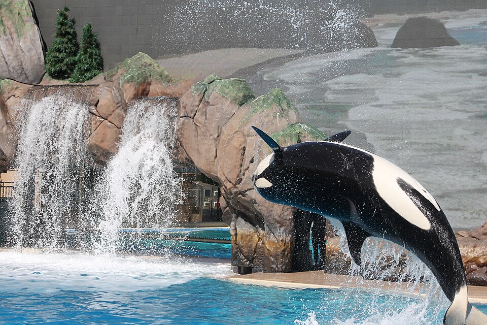 Orca backflip at SeaWorld San Diego